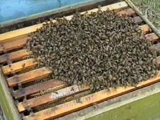 Формирование отводков